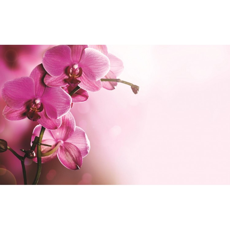 Fototapet Orhidee roz 1033